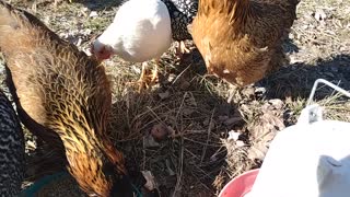 feeding chickens in the backyard and giving them hot water in winter