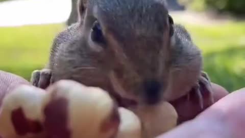 cute squirrel hiding nuts