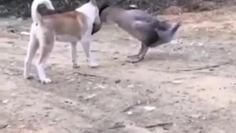 Viral WWE SMACKDOWN Match The Duck Vs The Dog. Who will win this match ?