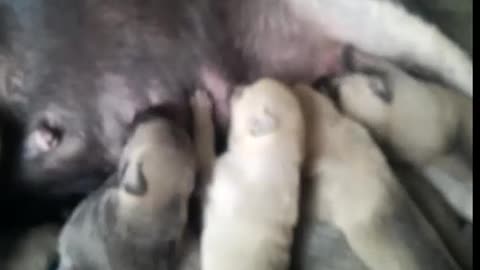 puppies are sucking