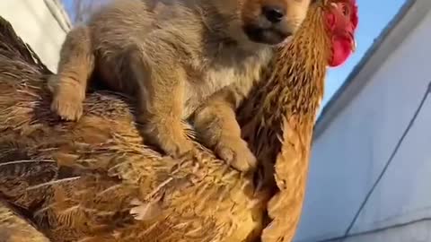 Cute Baby puppy dog riding 😍🤩