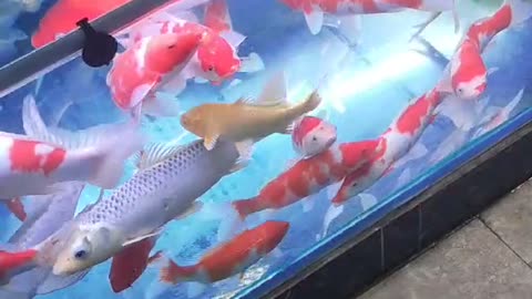 A lot of feng shui fish