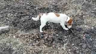 The dog is played with a stick.