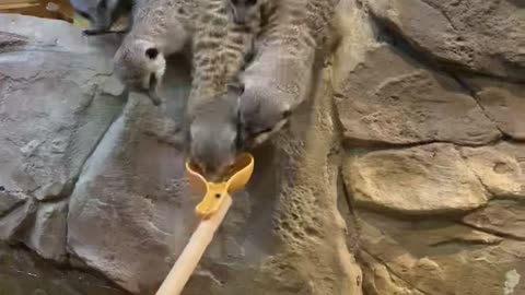 Meerkat are eating together