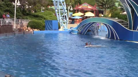 Dolphin Days (Full Show) at SeaWorld San Diego