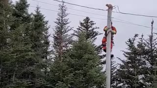 Cat leaps off tall utility pole during attempted rescue