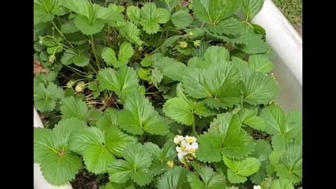 Visit The Strawberry Patch🦋