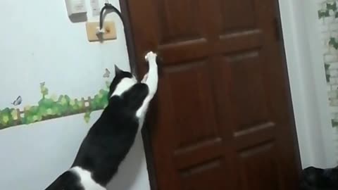 Cat Lets Itself Out