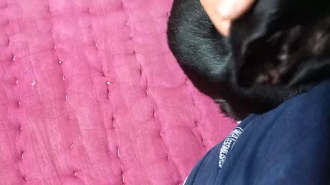 Petting the black cat