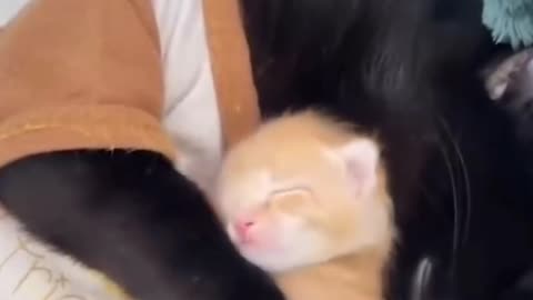 Cat adapting orphanaged baby orange kitten 😻🐈😺