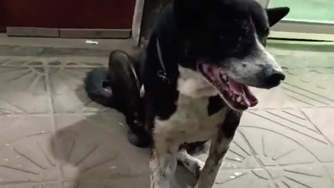 wow so poor dog #shorts #trending #tiktok #cat #video #shortsfeed #viralshort #shortfeed