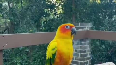 Smart parrot is performancing in jungle