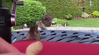 Helping Chipmunk Fill Her Cheeks