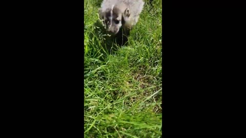 adorable baby badger inquisitively follows the camera