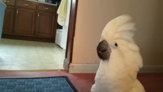 Cockatoo Thinks He's a Dog