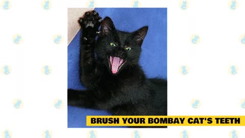 How to take Care of Bombay Cats : Cat Care