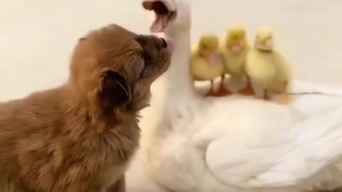 Cute baby animals Videos Compilation cute moment of the animals - Cutest Animals On Earth