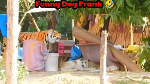 Funny dog prank video lion roar