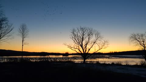 Sunrise and Snow Geese