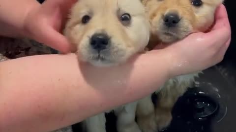 Look at these cute golden retriever puppies getting a shower🐩🐩🐩😍😍