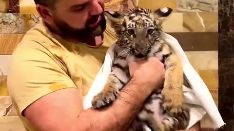 An uncle rescued a poor little sick tiger.Unexpectedly, it grew up to be so cool. #animals