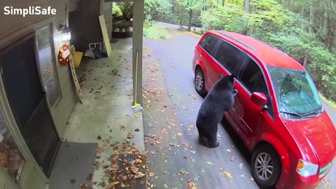 Bear Tries to Open Car Door