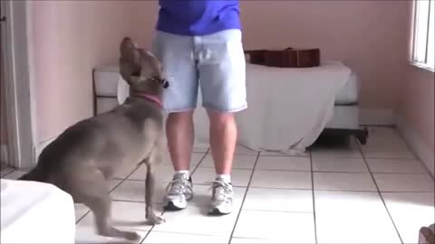 BEST DOG TREINING VIDEO EVER !!!