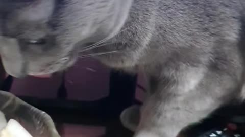 Cute cat eats melon