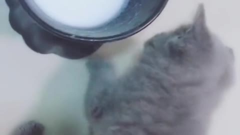 Is this a silly cat? I don't know milk