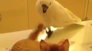 Parrot play with the cat's tail