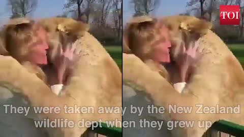 Watch: Lion duo reaction when reunited with their former caretaker