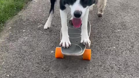 Dogs Share A Skateboard Ride