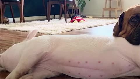 Huge Dog So Gentle With His Piglet Sister