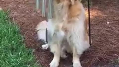 Cute dog gives a lovely singing performance