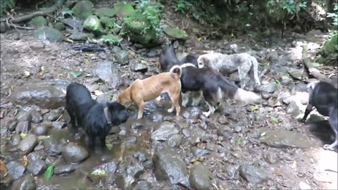Territorio de Zaguates _Land of The Strays_ Dog Rescue Ranch Sanctuary in Costa Rica