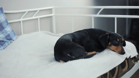 The dog is lying on the sofa. Dachshund