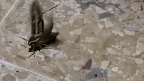 Flying Insects in Super Slow Motion
