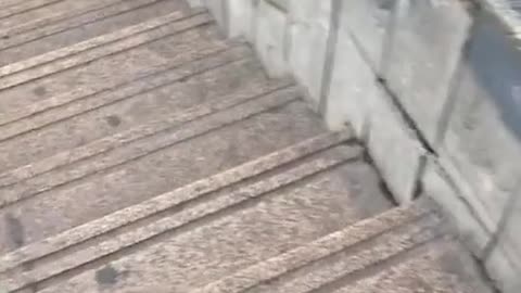Little dog having a blast sliding down a wall