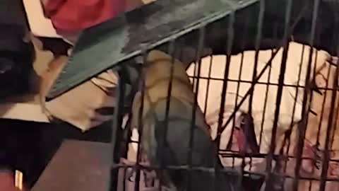 Parrot Talking to the owner