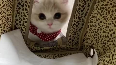 Cute 🐈 cat fanny
