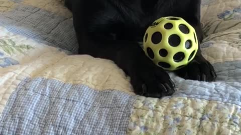 Dog Desperately Wants To Push Beloved Ball