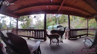 Deer 🦌 NW NC at The Treehouse 🌳 It’s raining so Lady’s fawn is nursing on the porch 🦌