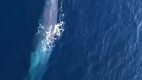 Whale Singing sound deeply