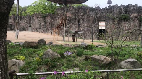 The giraffe and the baby giraffe that are feeding.