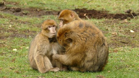 Monkey with golden color