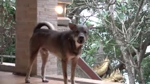 How Dogs React When Seeing Stranger 11 - Running, Barking? | Viral Dog #DOG #VIRAL