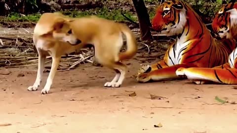 Indian street dog reaction//Troll Prank dog & fake Lion and Fake Tiger Prank To dog //Funny