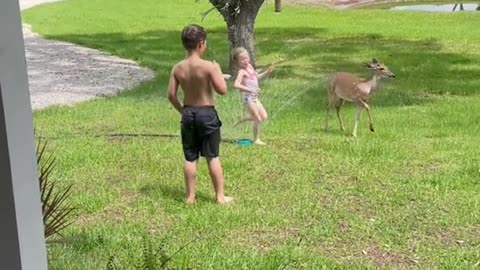 Have you ever seen a deer play in a sprinkler?