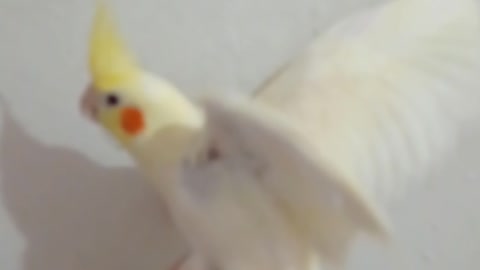 Beautiful cockatiel