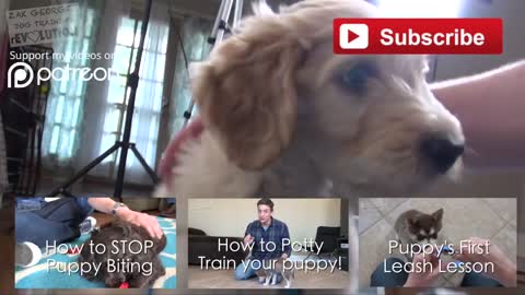 3 Easy Things to Teach your puppy